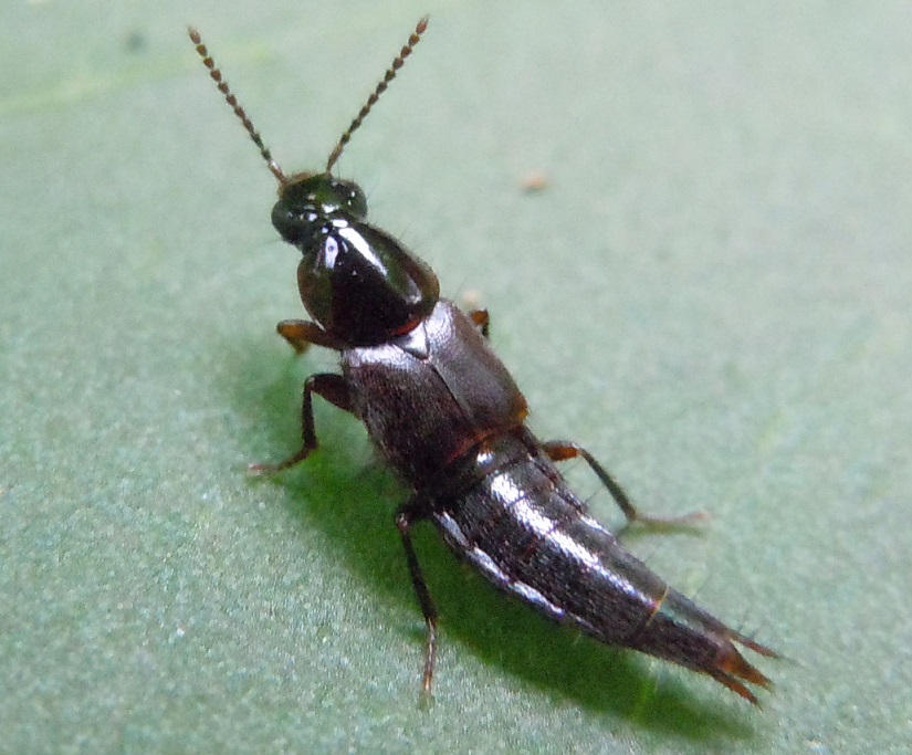 Staphylinidae: Quedius sp.